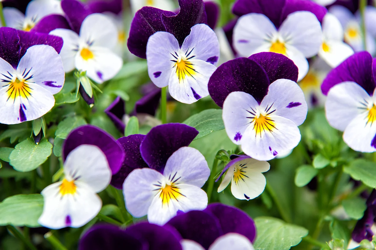 Flores de colores vibrantes, un ejemplo del resultado que se obtiene al aplicar fertilizantes y nutrientes a los tulipanes.