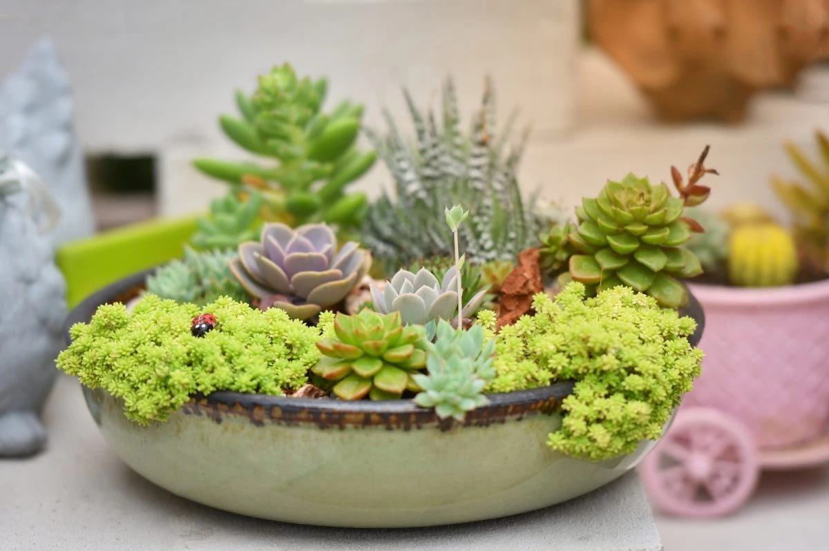 plantas suculentas cuidados