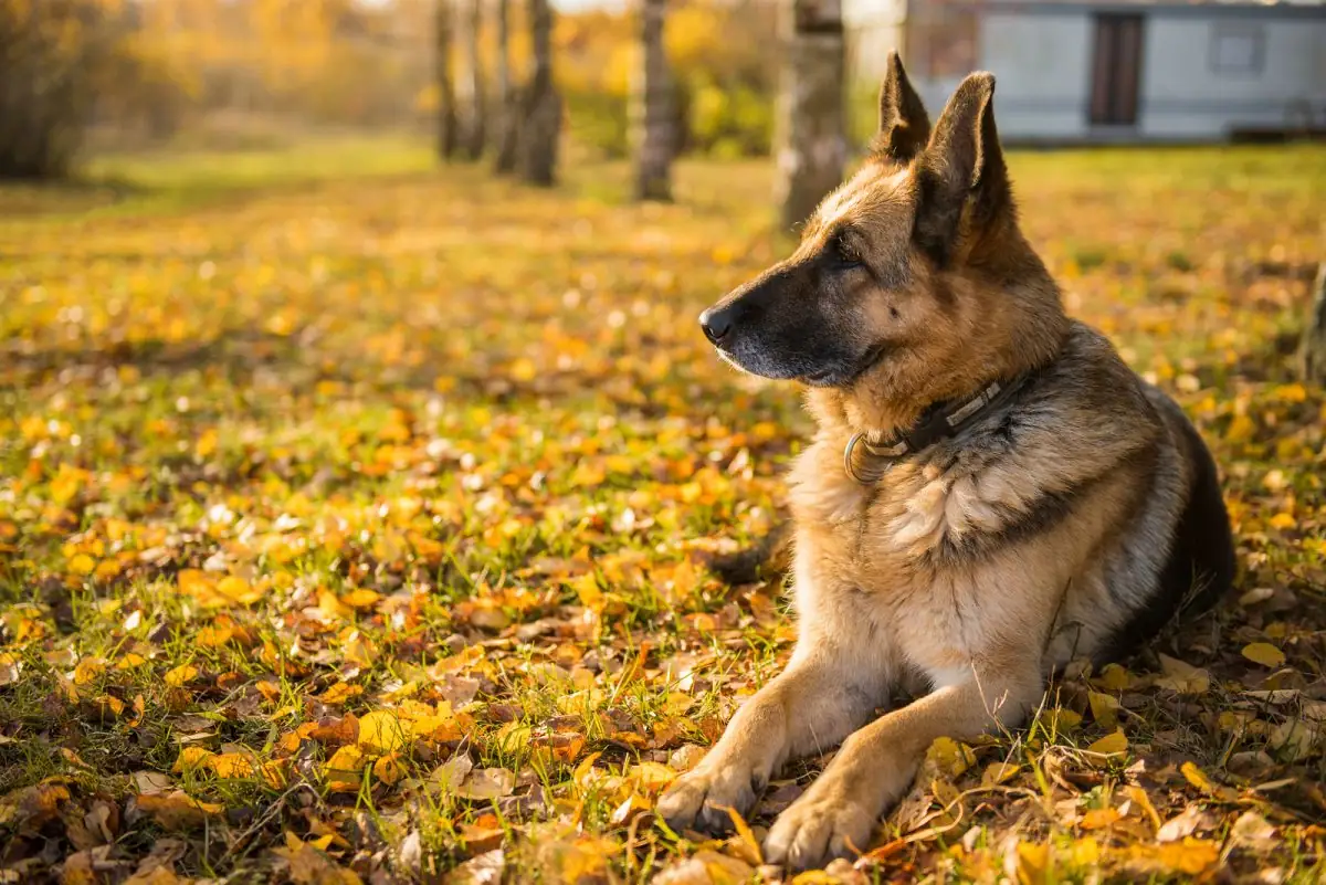 Día Nacional del Perro