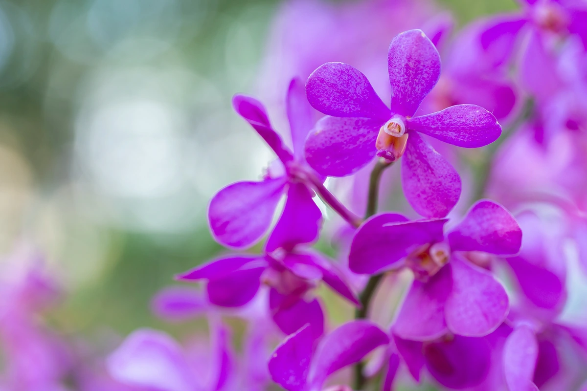 flores primavera