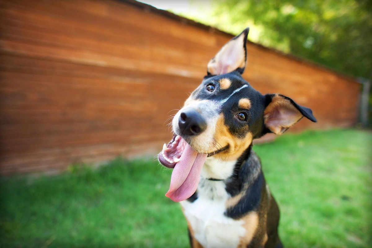 cómo cortarle las uñas a un perro cachorro
