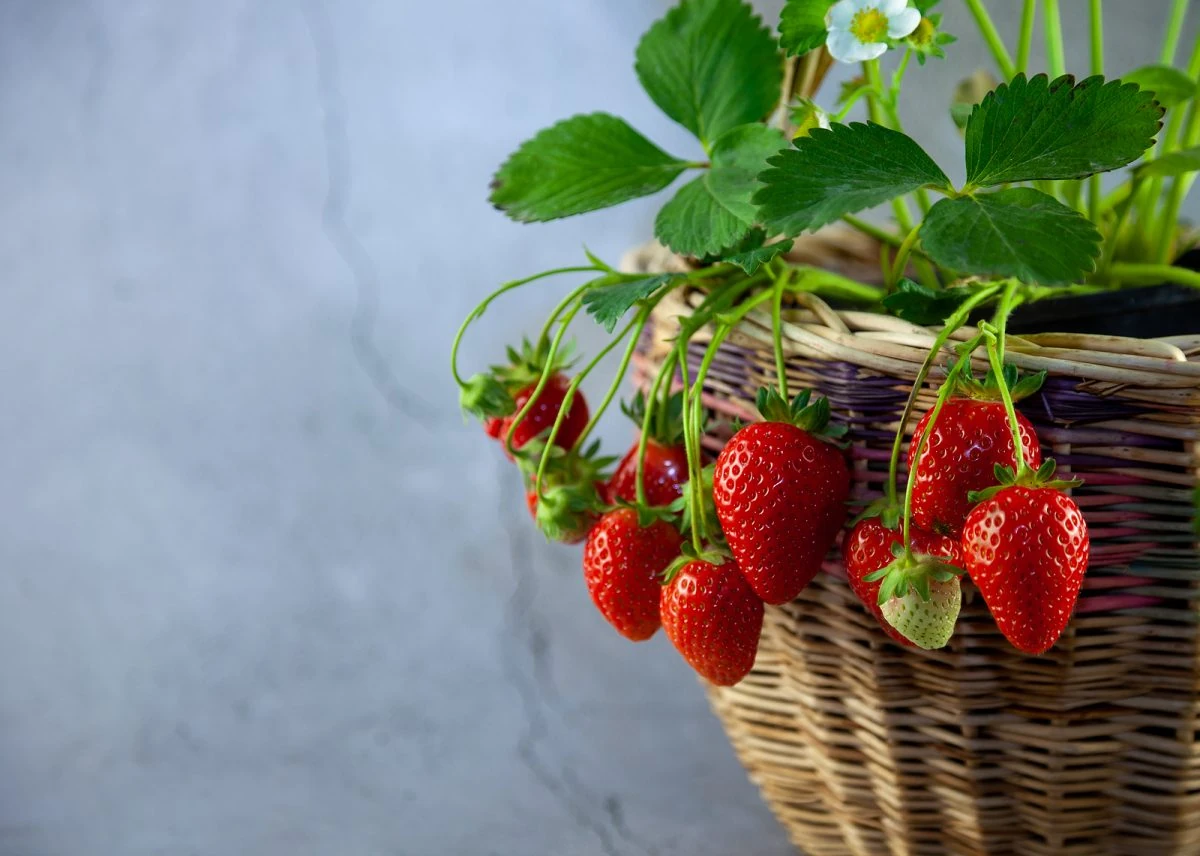 propiedades de las frutillas