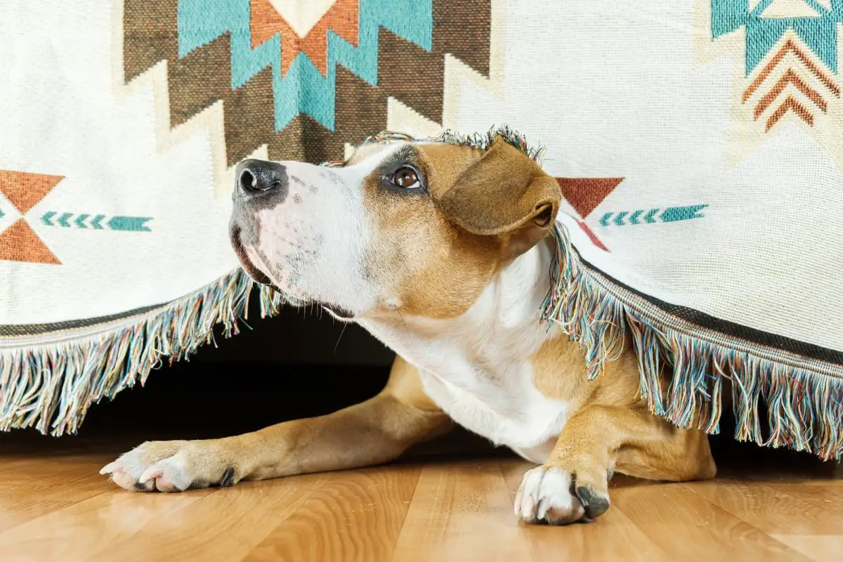 cómo cortarle las uñas a un perro salchicha