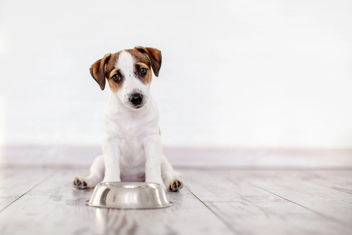 como alimentar a un cachorro