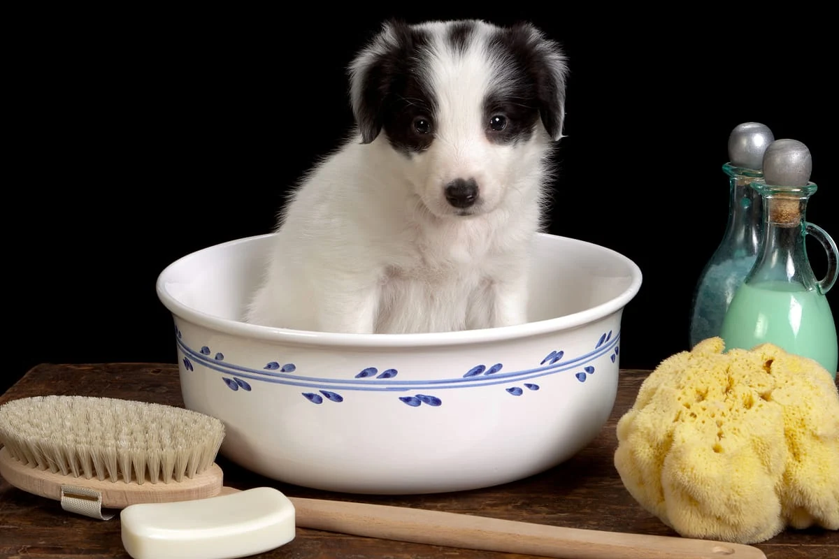 cuándo se puede bañar un cachorro