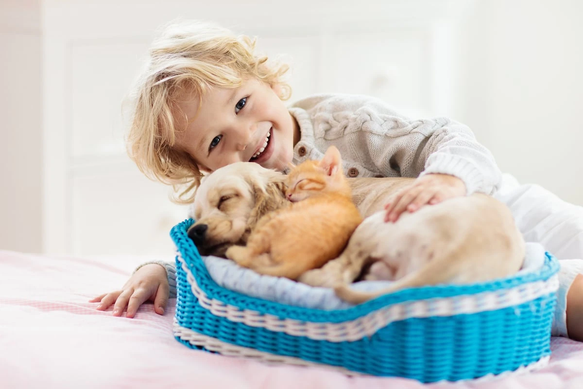 son felices los perros mascotas