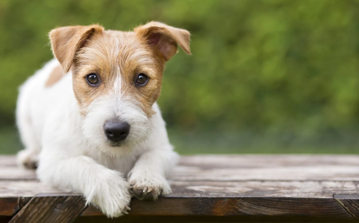 Cachorro mirando a cámara para ilustrar cómo las mascotas estimulan emociones positivas y bienestar neurológico.