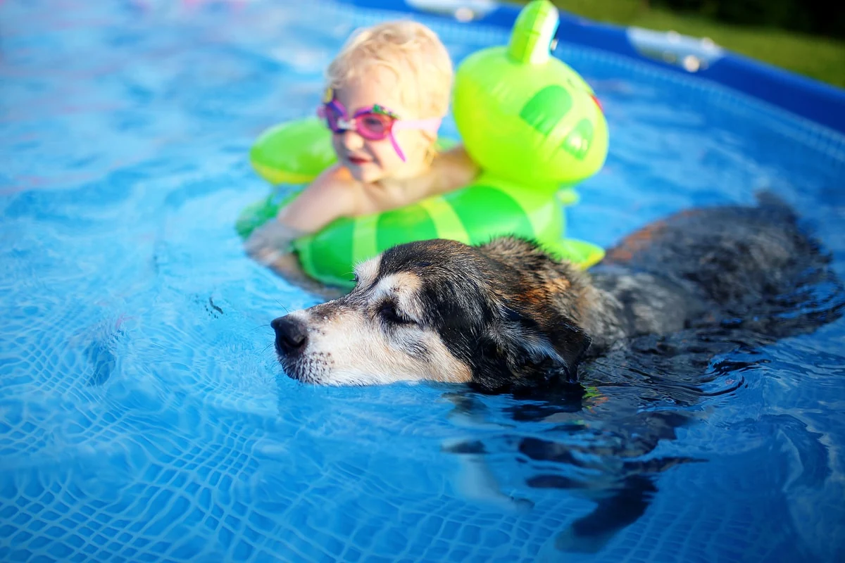 perros pileta