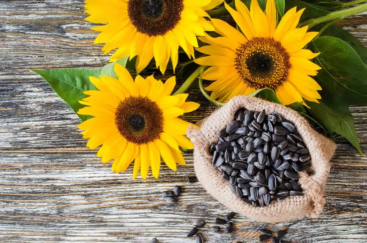 semillas de girasol cómo consumirlas