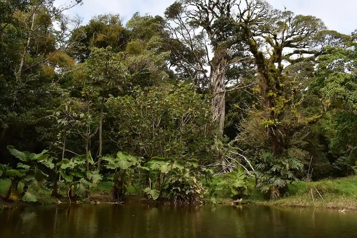 Bosque y lago en Argentina: escenario de biodiversidad