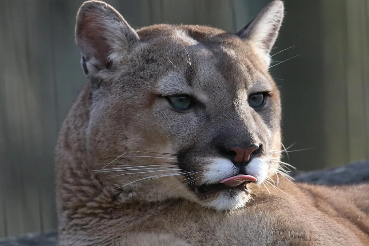 Hermoso puma argentino en su habitat natural