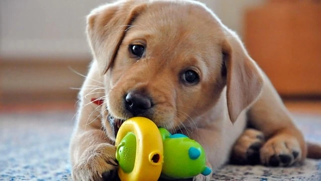 como entrenar a un cachorro