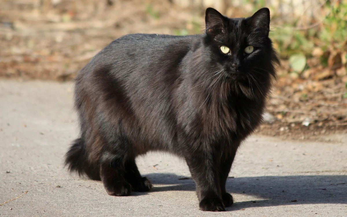 gato negro significado 