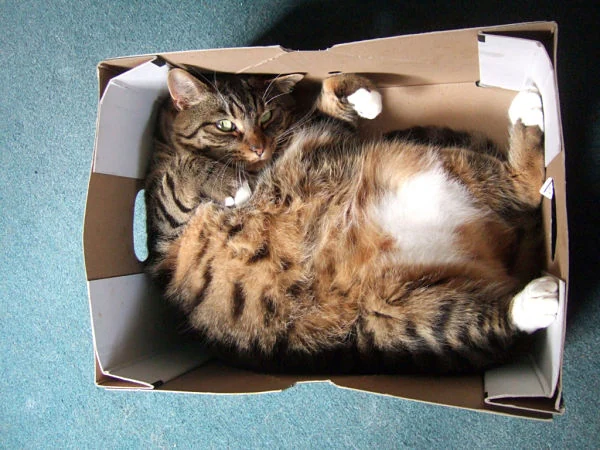 gato_600