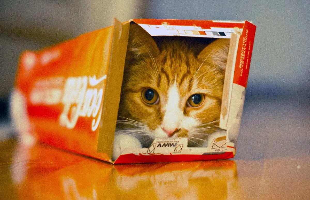 gatos