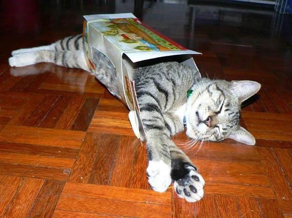 gatos