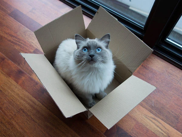 gato_600