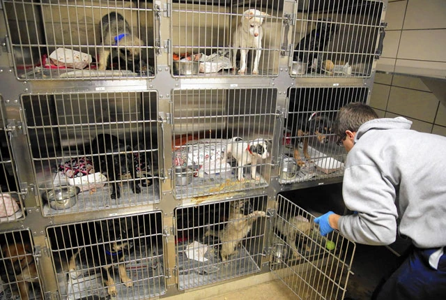 venta de cachorros