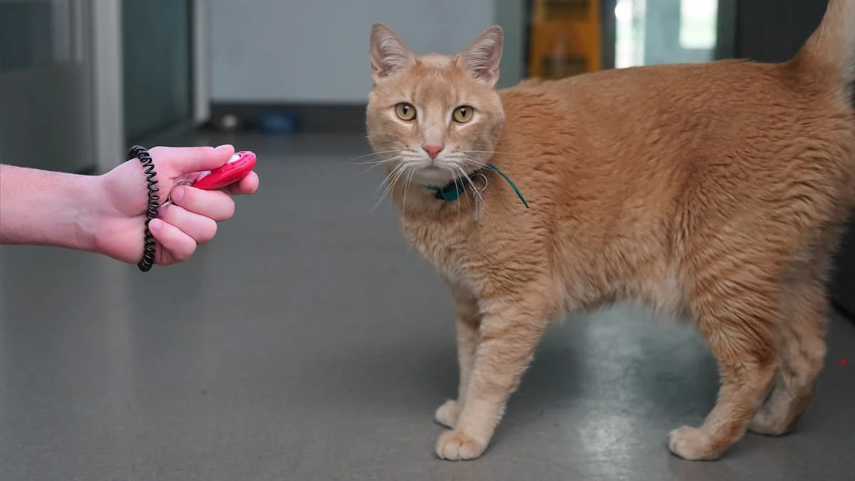 adiestramiento de gatos con clicker