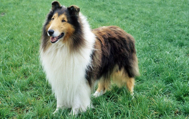 raza de perros collie