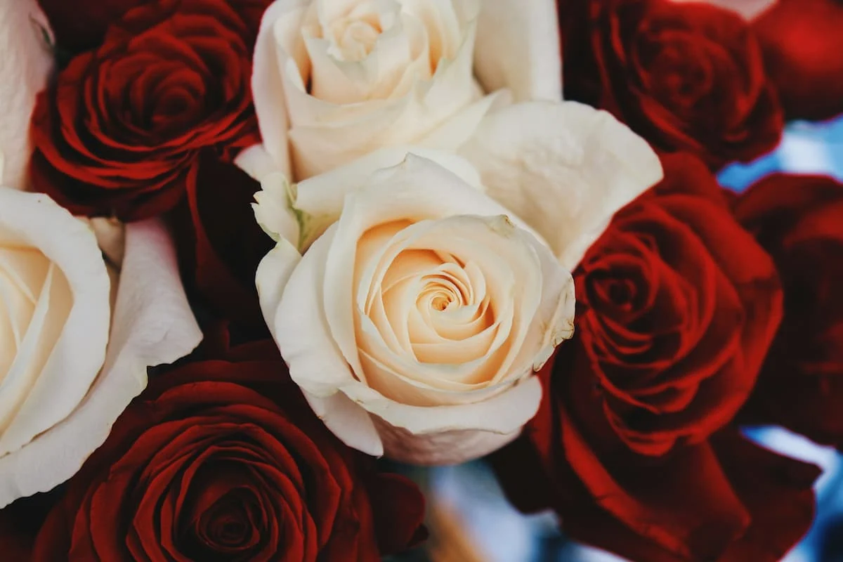 colores de rosas significados (1)