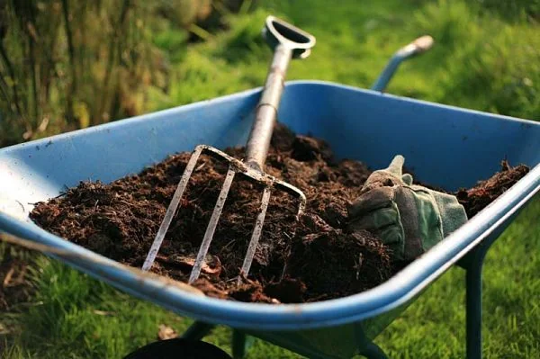 Carretilla con compost maduro, un rastrillo de mano y guantes de jardinería en un huerto al aire libre.