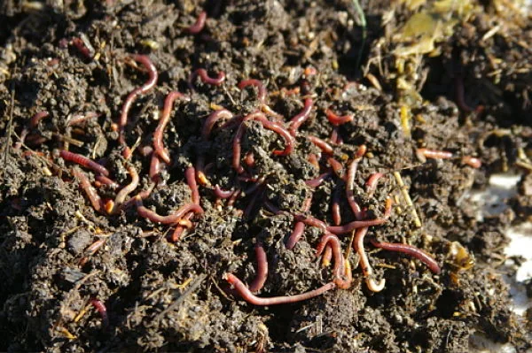 Lombrices rojas californianas trabajando en compost orgánico en una vermicompostera.