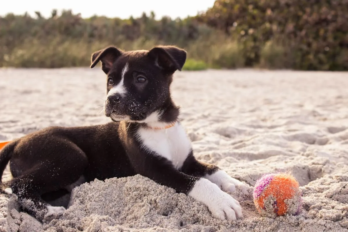multa por venta de perros