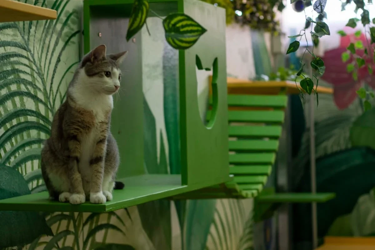 dia del gato