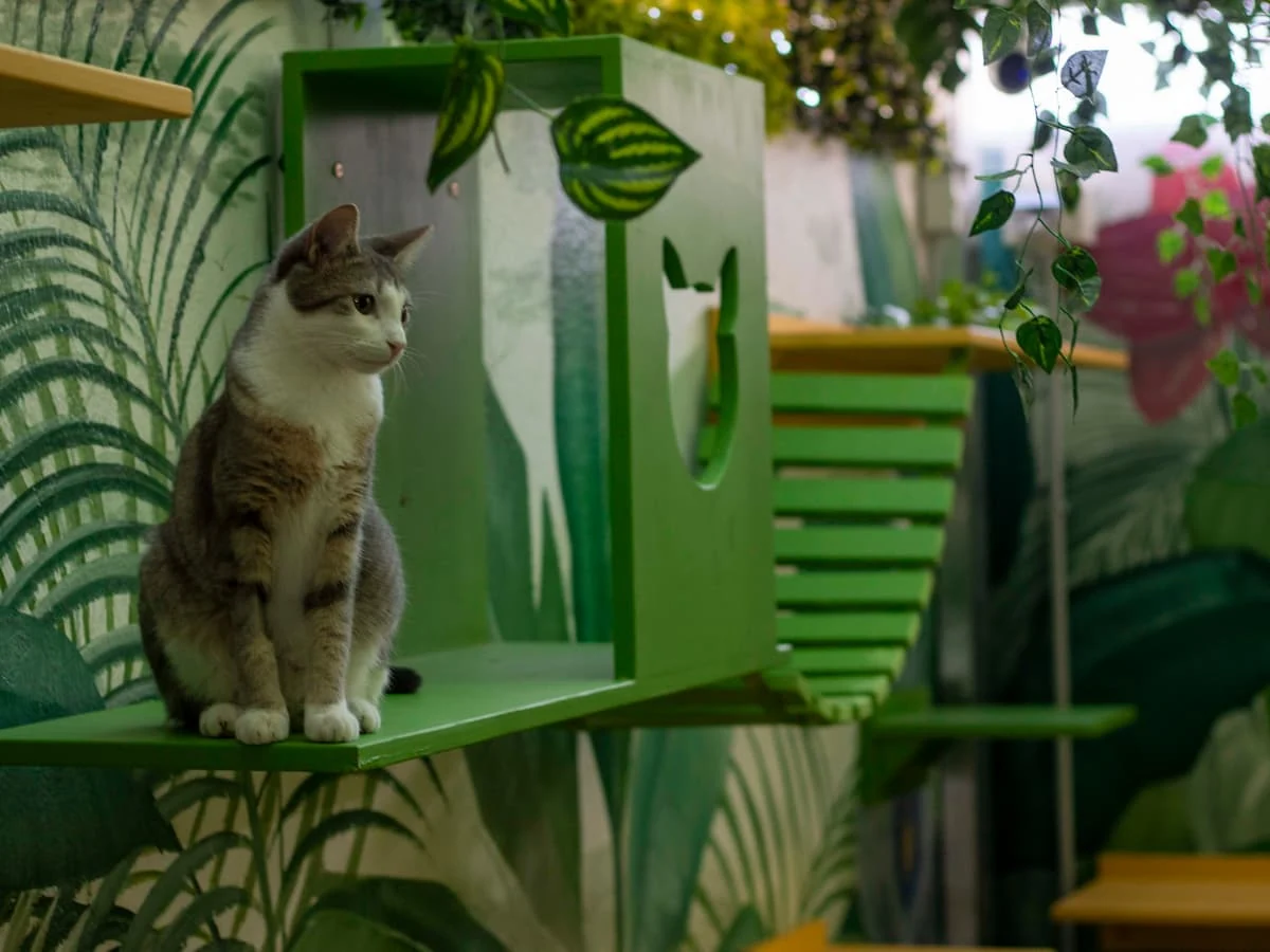 dia del gato