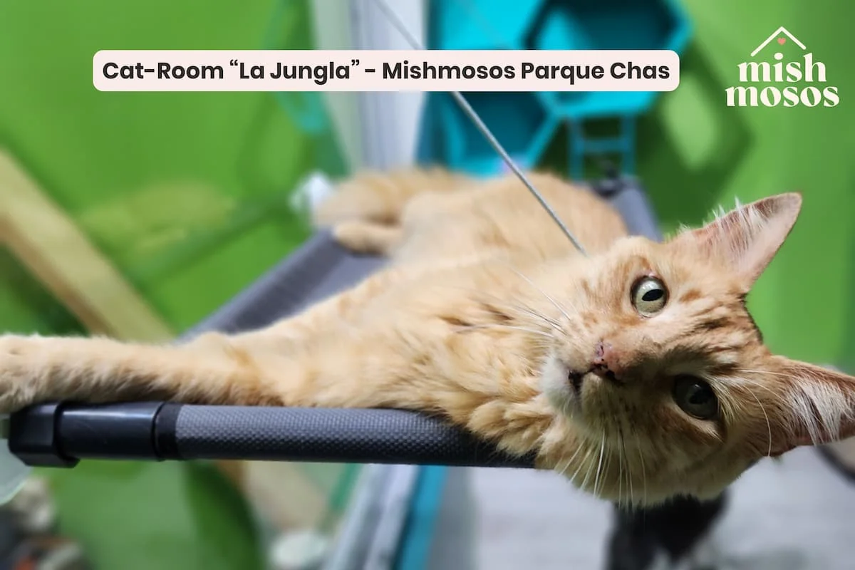 Gato jugando en la habitación de un hotel de cuidado felino