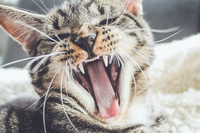 castrar gatos