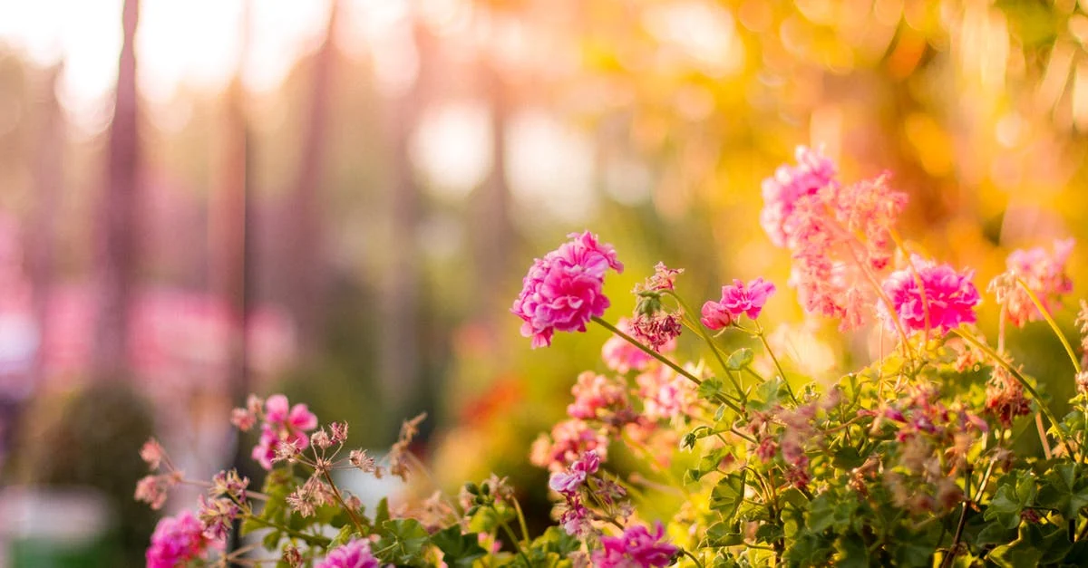 flores perfume