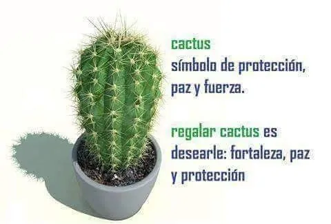 frases para regalar cactus