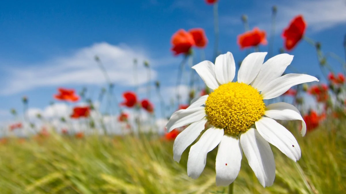 Margarita blanca en primer plano con fondo de amapolas rojas bajo el cielo azul, representando pureza, renovación y energía positiva en septiembre.
