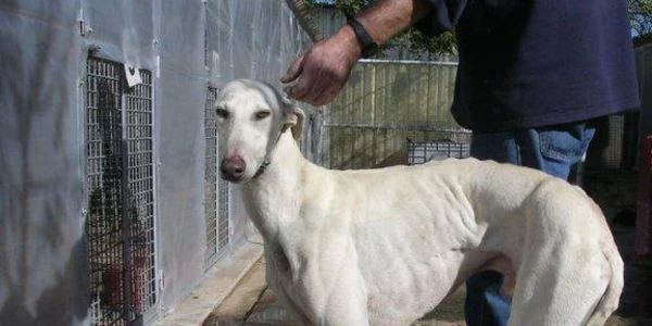 carreras de galgos