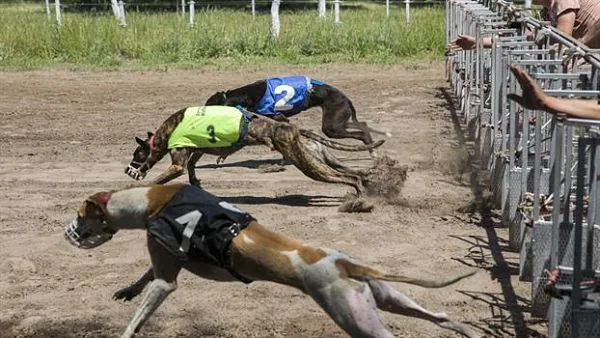 carreras de galgos