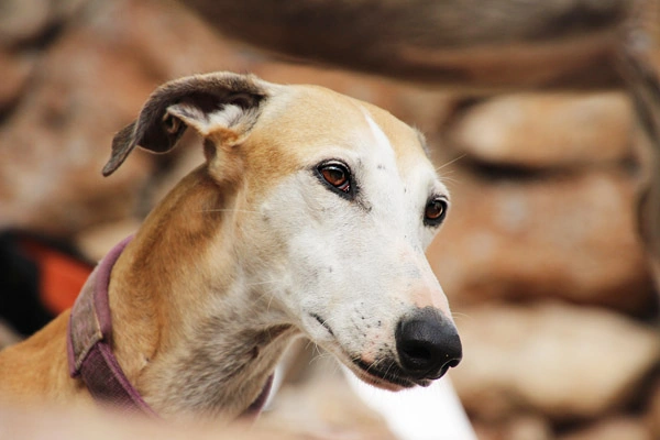 carreras de galgos