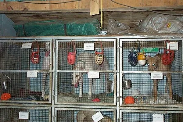 galgos-2_opt