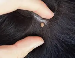 veneno para garrapatas