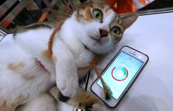 mejores rastreadores de gatos
