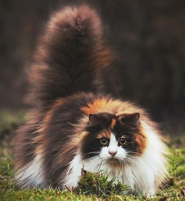 En la imagen aparece un gato de pelaje largo y esponjoso, con colores tricolor (negro, blanco y naranja), probablemente de tipo calicó. 