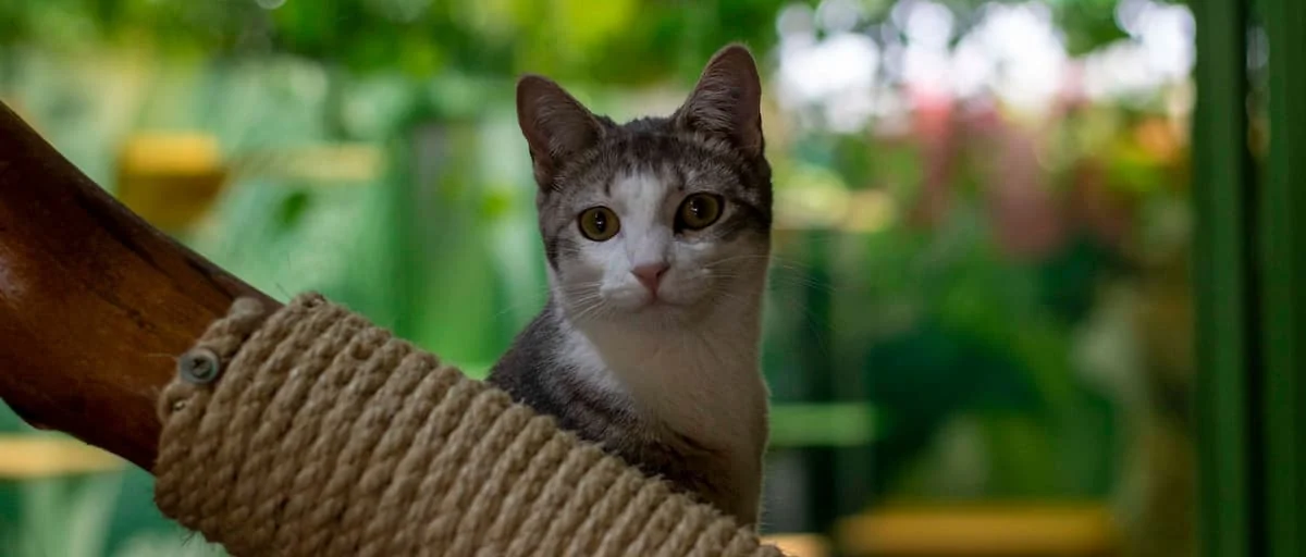 hoteles para gatos