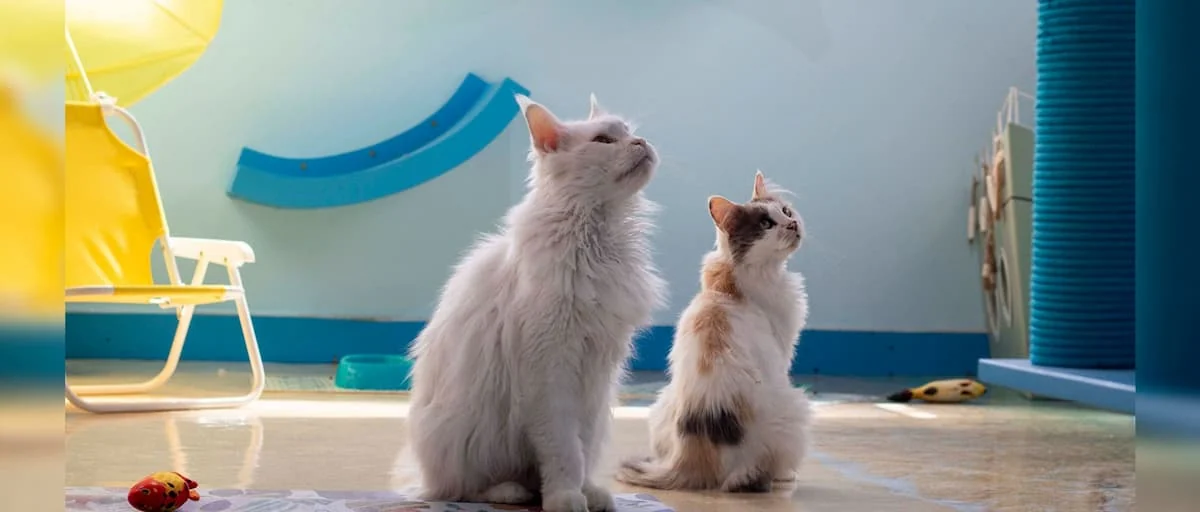 me voy de viaje que hago con mi gato