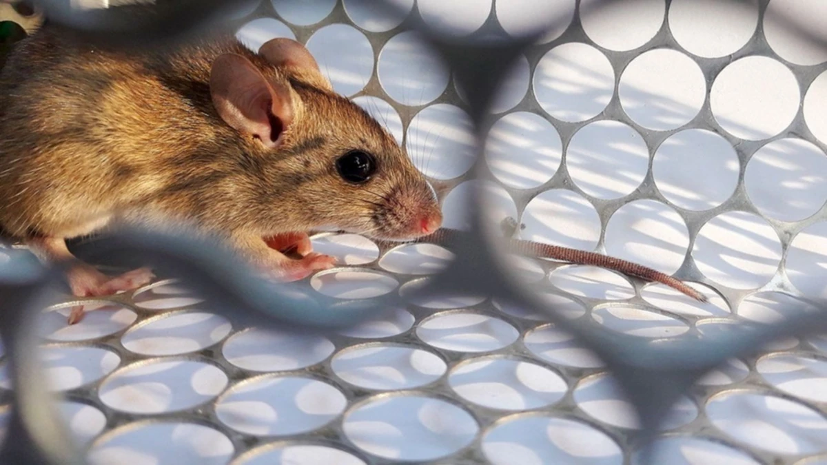 las ratas hacen nidos en los techos