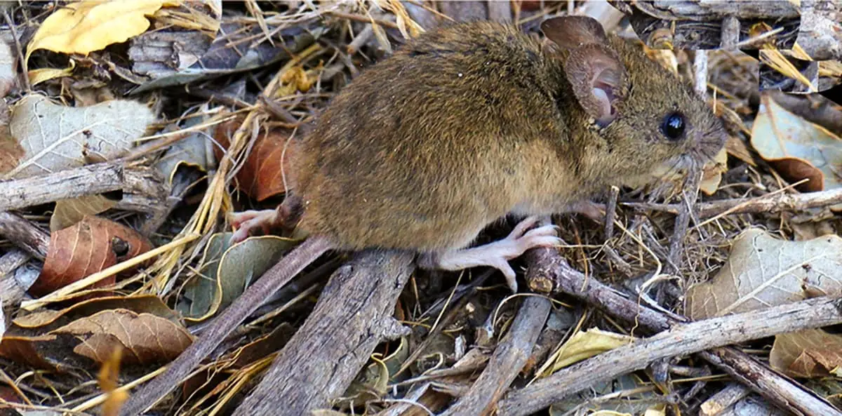 nidos de ratas