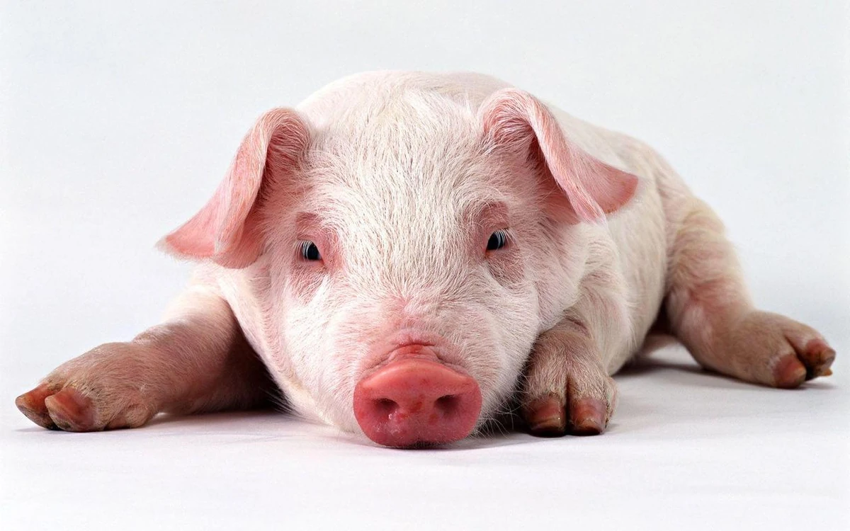 horoscopo chino 2019 chancho ludovica squirru