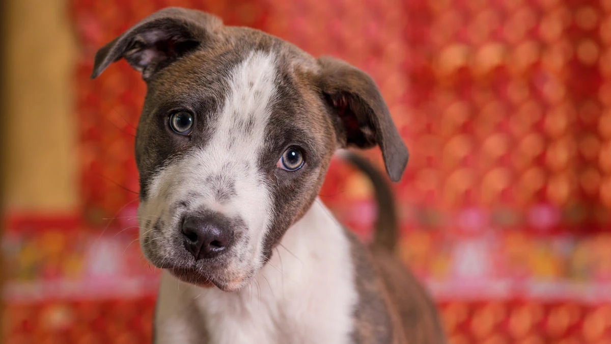horoscopo chino 2019 perro ludovica squirru