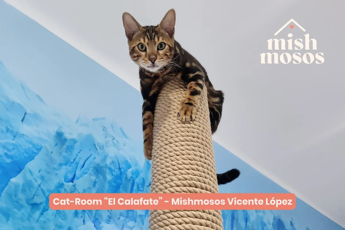 como tratan a los gatos en mishmosos