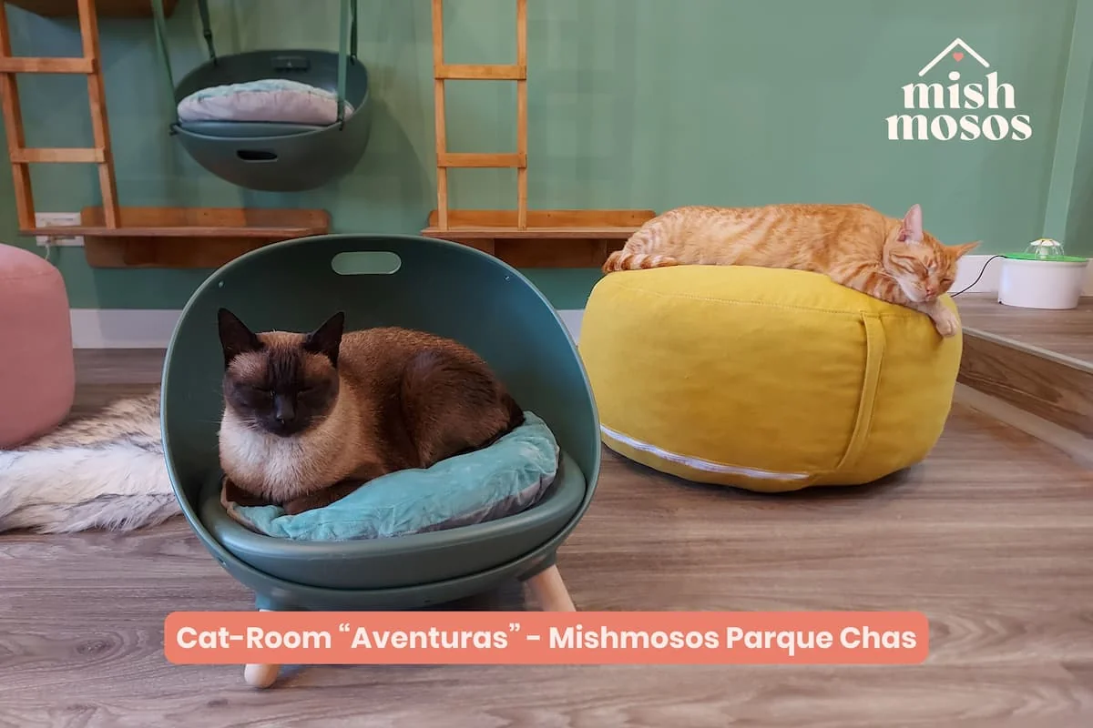 Gato jugando en la habitación de un hotel de cuidado felino